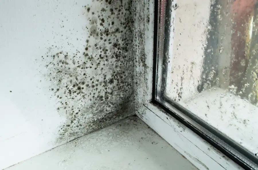 Mold Testing